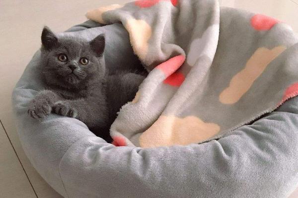猫咪感冒时的症状，表现有体温降低、打喷嚏、流鼻涕等