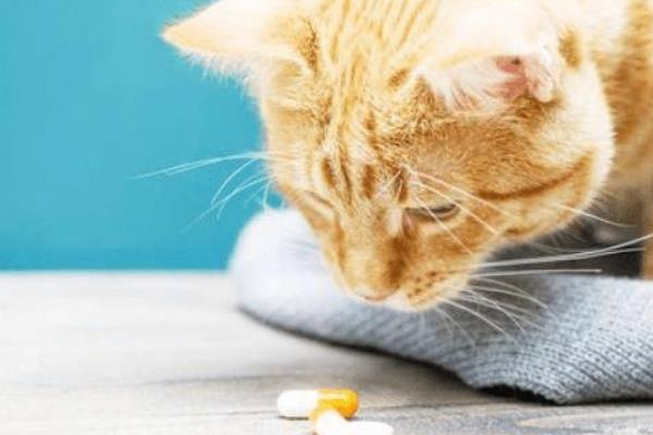 猫咪感冒时的症状，表现有体温降低、打喷嚏、流鼻涕等