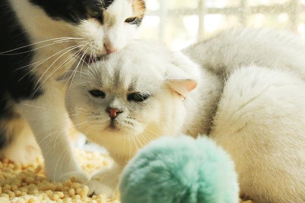 猫咪感冒时的症状，表现有体温降低、打喷嚏、流鼻涕等