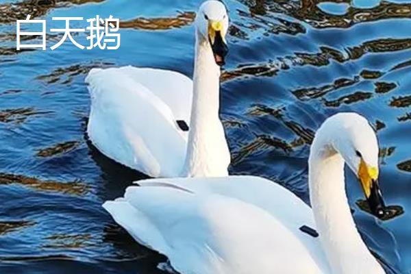 黑天鹅和白天鹅的区别，羽毛颜色、喙部、虹膜均不同