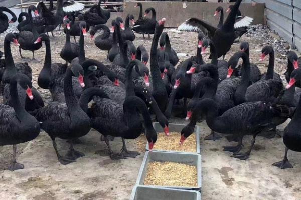 黑天鹅和白天鹅的区别，羽毛颜色、喙部、虹膜均不同