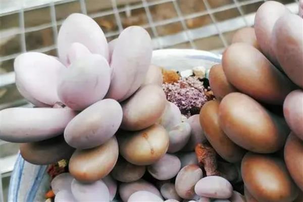 开花的多肉品种，常见的有照波、露薇花等