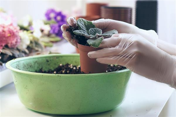 开花的多肉品种，常见的有照波、露薇花等