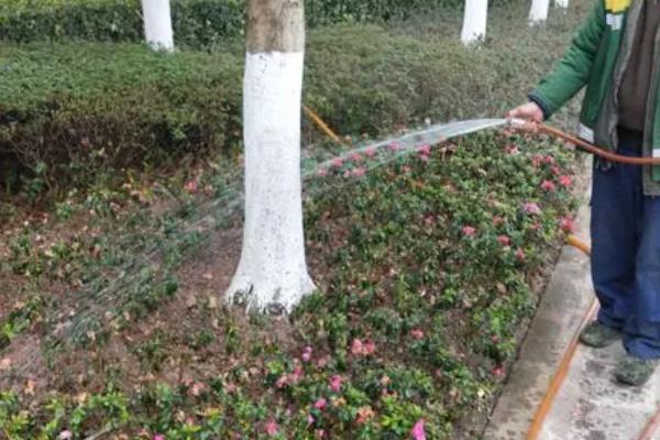 西洋鹃的花期，花期根据品种和生长环境而定