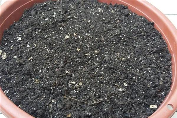 开花的多肉品种，常见的有照波、露薇花等