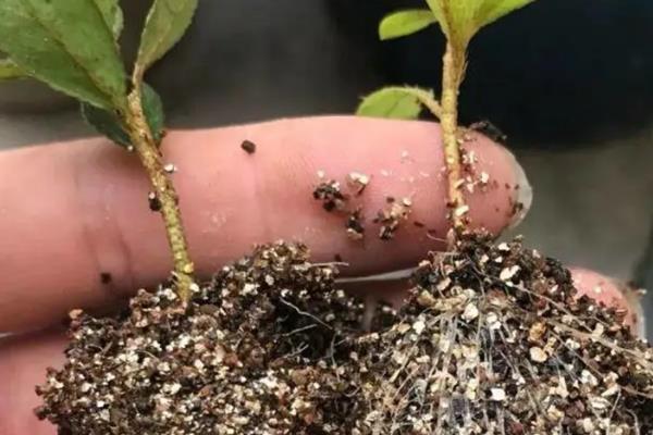西洋鹃的花期，花期根据品种和生长环境而定