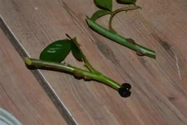 玫瑰花怎样扦插，每年春季或秋季均可扦插