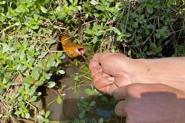 怎样钓黄鳝，要选用专门的黄鳝钩