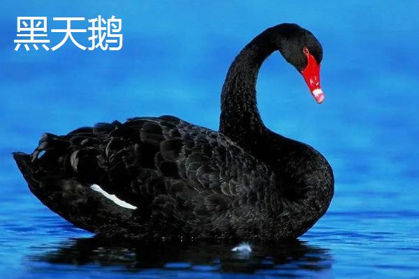 黑天鹅和白天鹅的区别，羽毛颜色、喙部、虹膜均不同