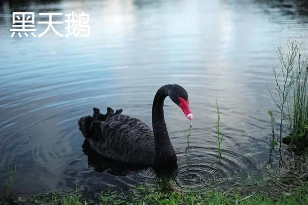 黑天鹅和白天鹅的区别，羽毛颜色、喙部、虹膜均不同
