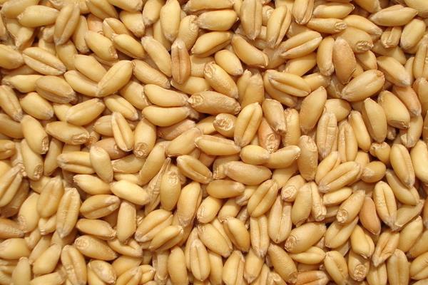 小麦种子分为哪几个部分，主要由胚、胚乳和种皮组成