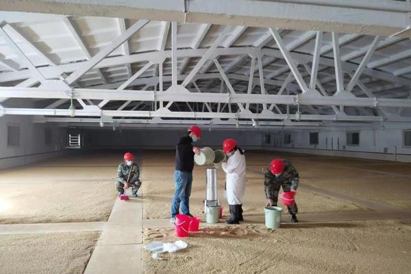 小麦种子分为哪几个部分，主要由胚、胚乳和种皮组成
