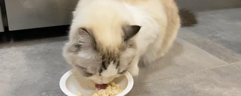 猫不能碰的植物，常见的有百合、水仙等