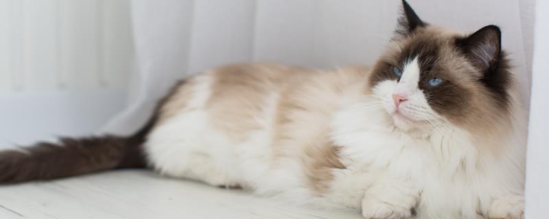 猫发烧了要怎么退烧，可以使用冰袋敷在四肢、耳朵等部位