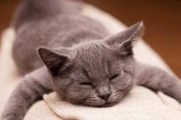 猫发烧了要怎么退烧，可以使用冰袋敷在四肢、耳朵等部位