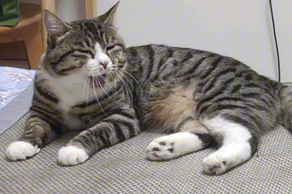 猫发烧了要怎么退烧，可以使用冰袋敷在四肢、耳朵等部位