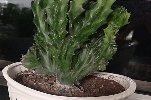 麒麟掌的修剪方法，伤口难以愈合一般不需要修剪