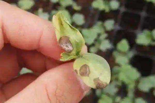 西瓜炭疽病的发病症状，受害后叶片边缘出现深色的斑块