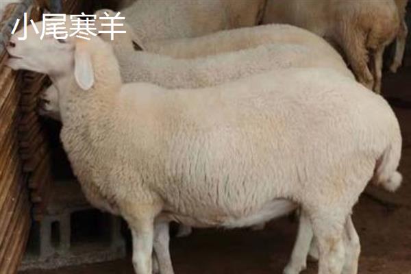 小尾寒羊和波尔山羊对比，适应能力和生产性能均不同