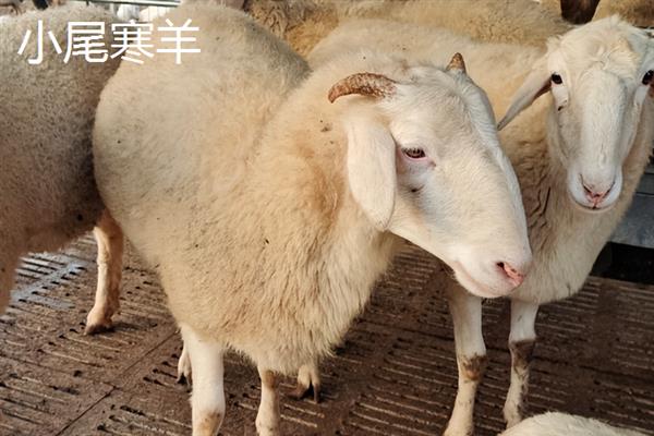 小尾寒羊和波尔山羊对比，适应能力和生产性能均不同