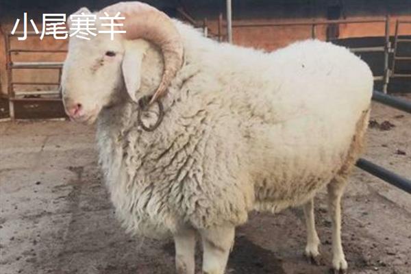 小尾寒羊和波尔山羊对比，适应能力和生产性能均不同
