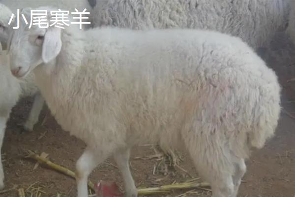 小尾寒羊和波尔山羊对比，适应能力和生产性能均不同