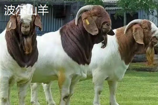 小尾寒羊和波尔山羊对比，适应能力和生产性能均不同