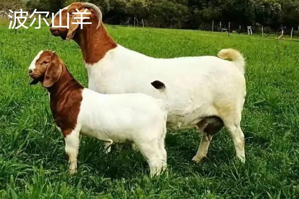小尾寒羊和波尔山羊对比，适应能力和生产性能均不同