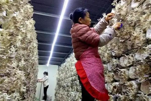秀珍菇的栽培技术，春栽安排在2-3月制袋