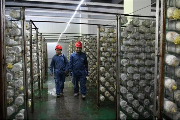 秀珍菇的栽培技术，春栽安排在2-3月制袋