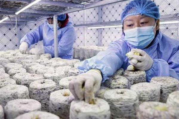 秀珍菇的栽培技术，春栽安排在2-3月制袋