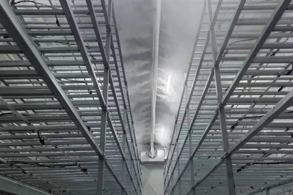 秀珍菇的栽培技术，春栽安排在2-3月制袋