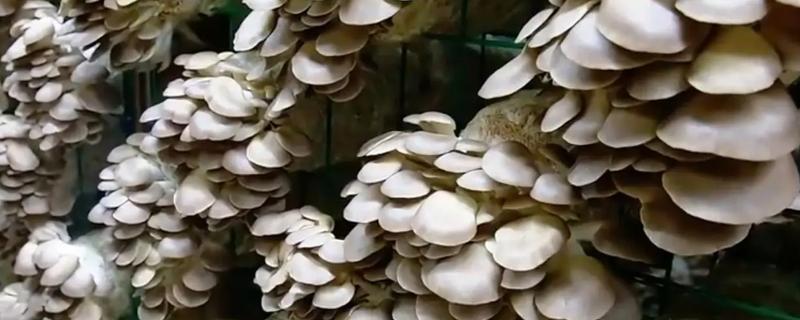 秀珍菇的栽培技术，春栽安排在2-3月制袋