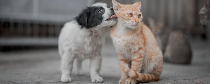 怎么让犬猫少掉毛，平时不能频繁洗澡