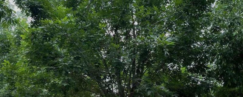 白蜡树有什么特点，其树干笔直且没有任何关节