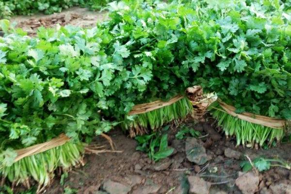 香菜的种植方法，一年四季都可以种植