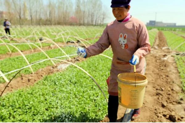 香菜的种植方法，一年四季都可以种植