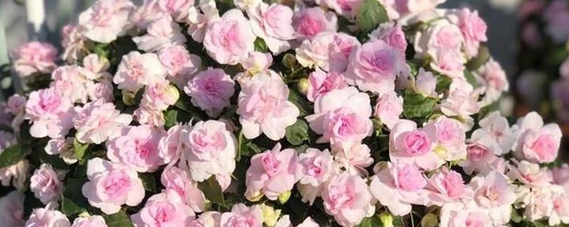 玫瑰凤仙花的养殖方法，生长期间要间隔3天左右浇一次水