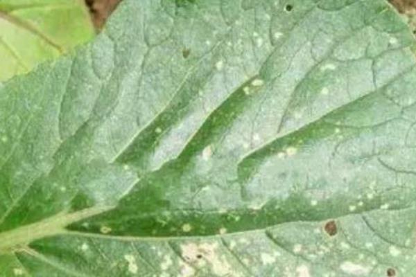 油菜叶子有白斑是哪种病，可能是感染了白斑病
