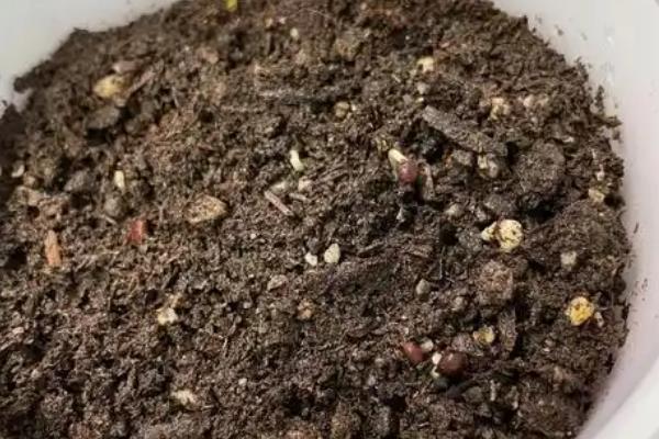 玫瑰凤仙花的养殖方法，生长期间要间隔3天左右浇一次水
