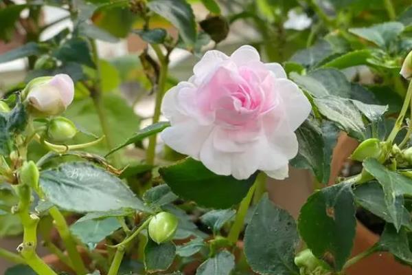 玫瑰凤仙花的养殖方法，生长期间要间隔3天左右浇一次水