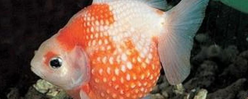 珍珠金鱼能长多大，成年以后体长可达15-20cm