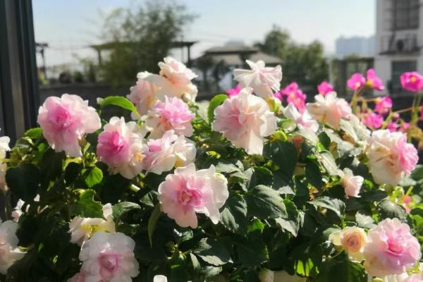 玫瑰凤仙花的养殖方法，生长期间要间隔3天左右浇一次水