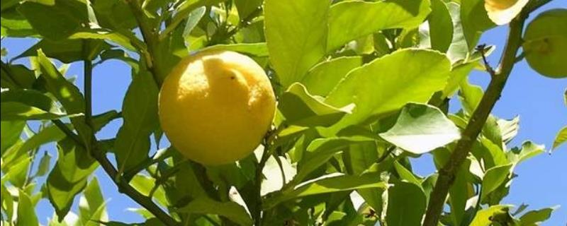 柠檬幼树怎么管理，定植后第1-2年把氮肥当作基肥