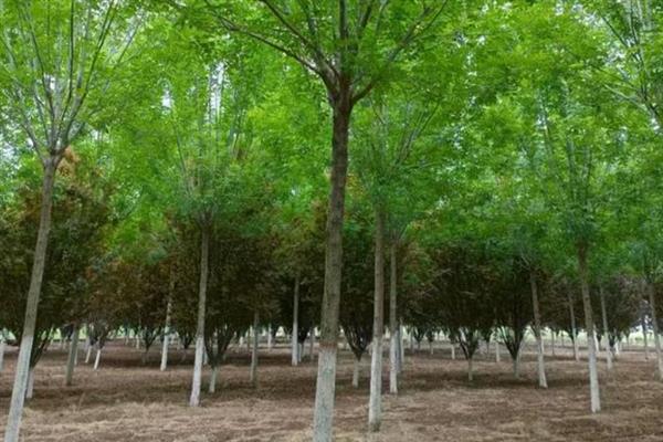 白蜡树有什么特点,其树干笔直且没有任何关节