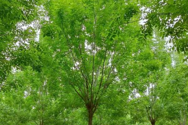 白蜡树有什么特点,其树干笔直且没有任何关节