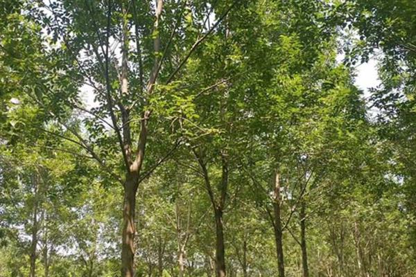 白蜡树有什么特点,其树干笔直且没有任何关节