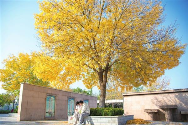 白蜡树有什么特点,其树干笔直且没有任何关节