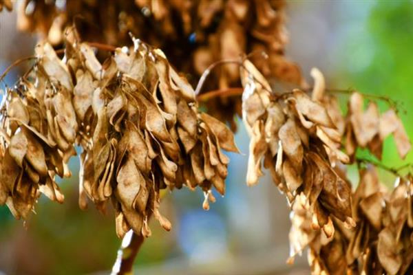 白蜡树有什么特点,其树干笔直且没有任何关节