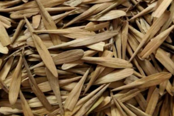 白蜡树有什么特点,其树干笔直且没有任何关节